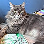 Stephen a rejoint le concours — aidez-le/la à gagner de superbes lots ! cat, gray_cat, fluffy, green_eyes, pet, animal, indoor, game_box, board_game, tabletop, relaxed, feline, whiskers, long_fur, playing, box, close_up, cute, domestic_cat, laying_down