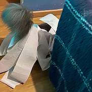 Stephen participe au concours pour gagner de l'argent avec cette photo : cat, tail, toilet_paper, blue_fabric, plaid, floor, wooden_floor, indoor, playful, mess, striped, furry, pet, animal, home, hidden, curled, soft, cozy, furniture