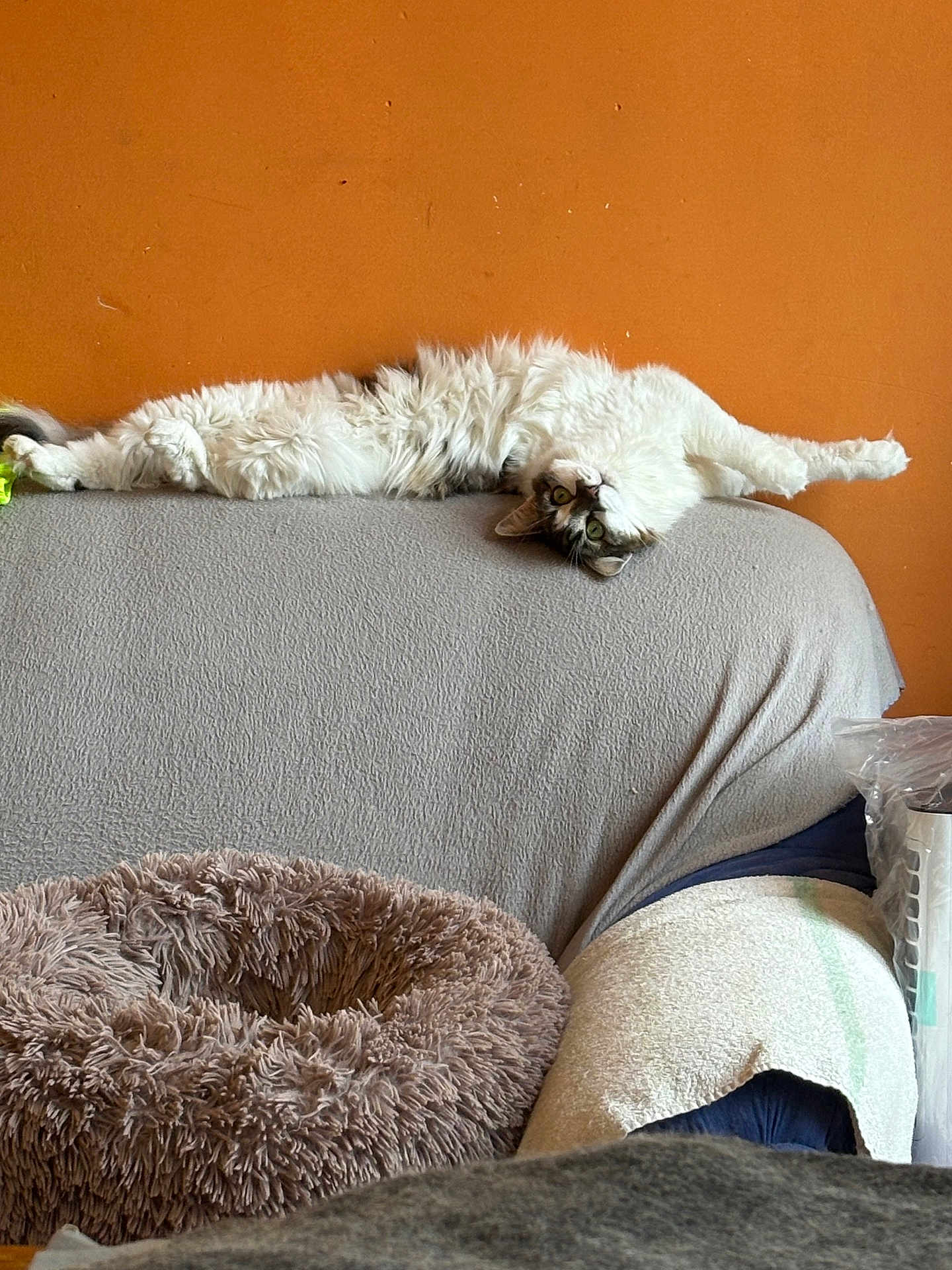 Arizona a rejoint le concours — aidez-le/la à gagner de superbes lots ! cat, fluffy, upside_down, couch, gray_blanket, orange_wall, pet_bed, plush, pillow, towel, relaxed, indoor, domestic, feline, curious, white, gray, stretched_out, cozy, home