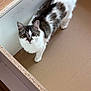 cat, curious, fluffy, white, gray, striped, indoor, wood, cardboard, drawer, looking_up, pet, feline, whiskers, eyes, home, floor, box, closeup, animal