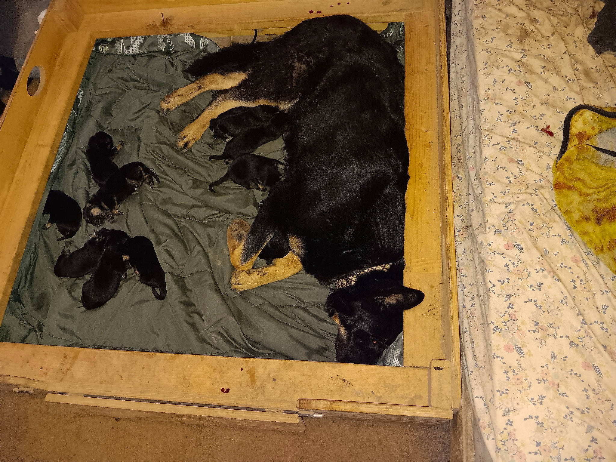 Tala joined the competition — help win amazing prizes! art, brown, canidae, carnivore, companion_dog, dog_breed, door, drawing, flooring, fur, guard_dog, illustration, painting, room, sporting_group, tail, tints_and_shades, visual_arts, wood, working_animal