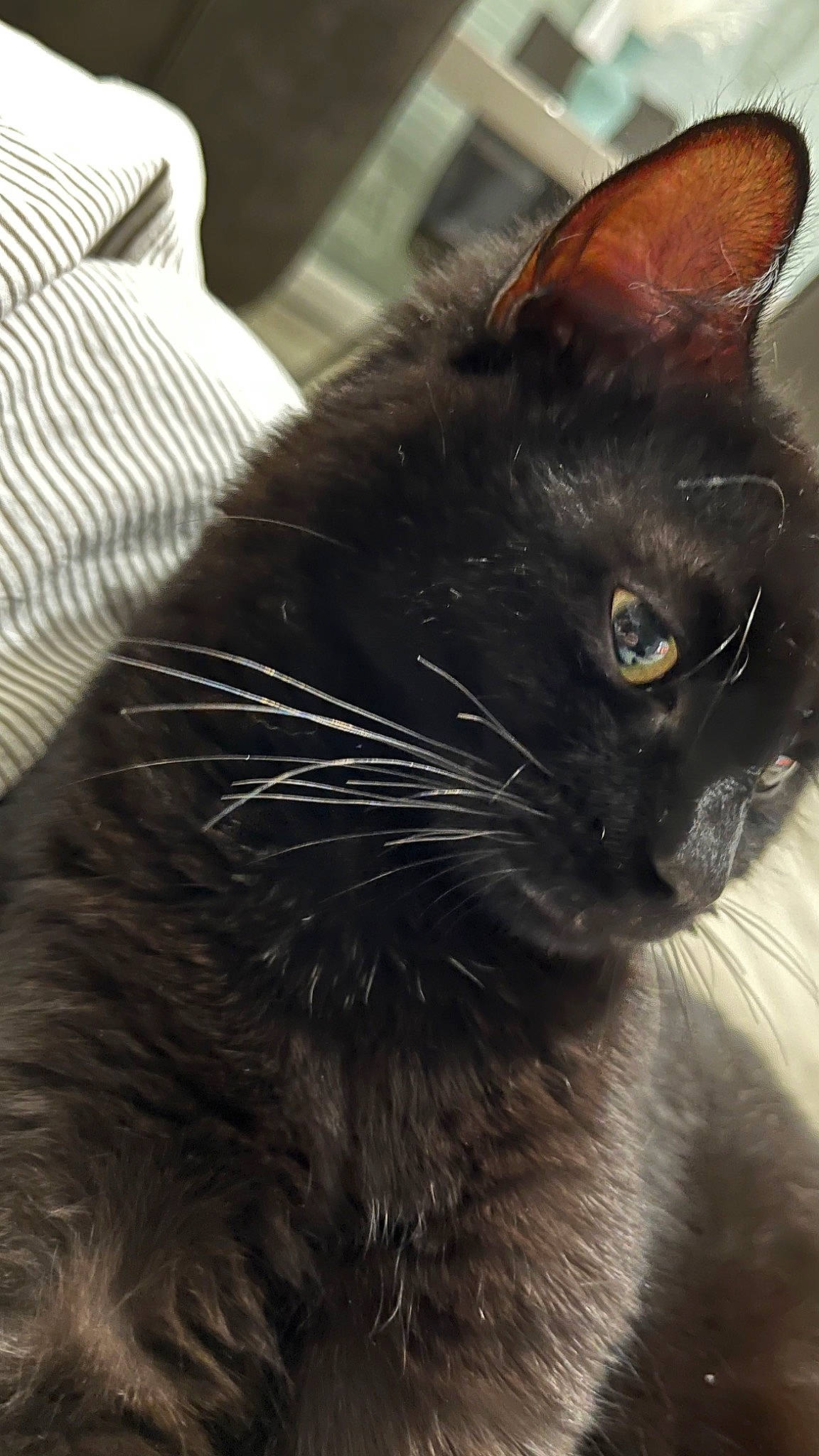 Crokmou a rejoint le concours — aidez-le/la à gagner de superbes lots ! black_cat, bombay, carnivore, cat, claw, comfort, couch, domestic_short_haired_cat, eye, felidae, fur, grey, small_to_medium_sized_cats, snout, tail, terrestrial_animal, whiskers, window