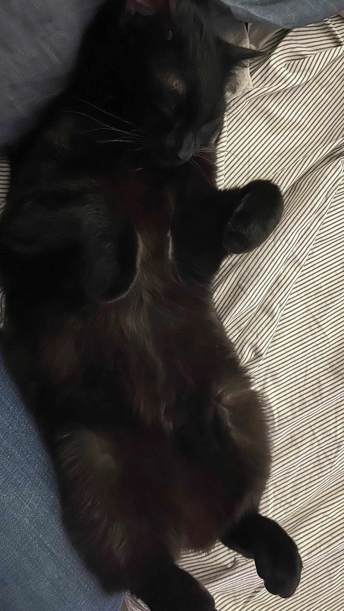 Crokmou participe au concours pour gagner de l'argent avec cette photo : black_cat, carnivore, cat, comfort, darkness, domestic_short_haired_cat, felidae, fur, gesture, grey, monochrome, monochrome_photography, paw, shadow, small_to_medium_sized_cats, snout, tail, terrestrial_animal, tints_and_shades, whiskers