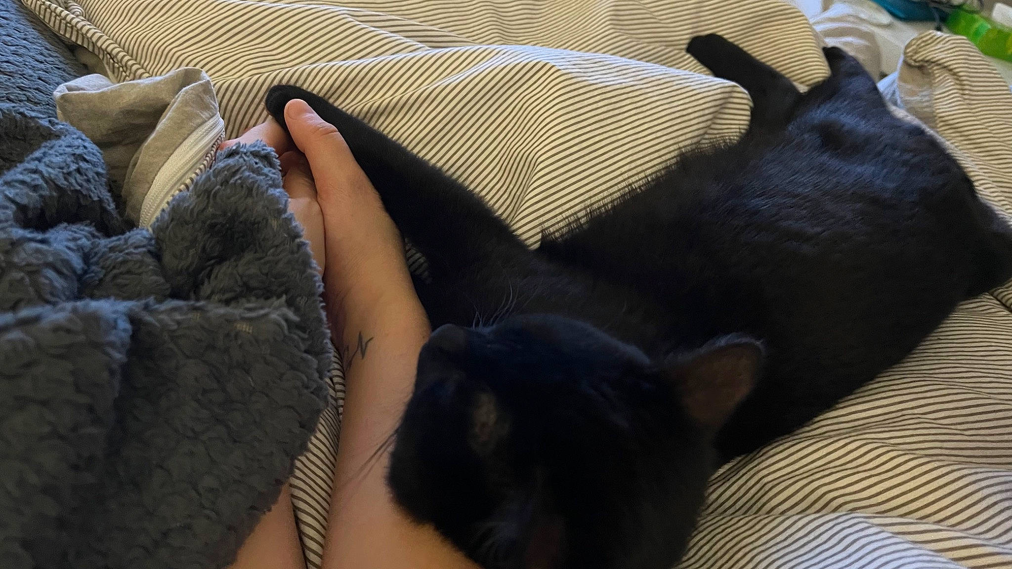 Crokmou a rejoint le concours — aidez-le/la à gagner de superbes lots ! carnivore, cat, comfort, companion_dog, couch, dog_breed, ear, fawn, felidae, fur, grey, human_leg, linens, mammal, small_to_medium_sized_cats, tail, textile, thigh, whiskers, working_animal