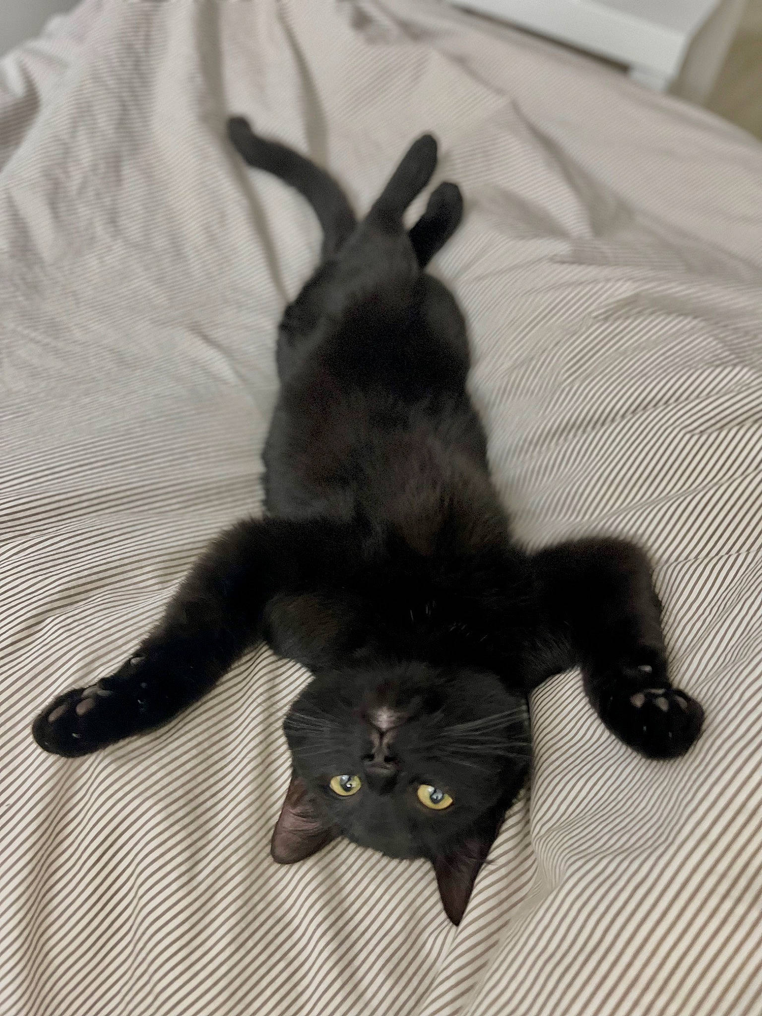 Crokmou participe au concours pour gagner de l'argent avec cette photo : black_cat, bombay, carnivore, cat, claw, comfort, dog_breed, domestic_short_haired_cat, felidae, fur, gesture, mammal, paw, plant, small_to_medium_sized_cats, tail, terrestrial_animal, vertebrate, whiskers