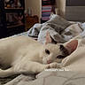 Bao a rejoint le concours — aidez-le/la à gagner de superbes lots ! cat, white_cat, black_markings, pet, sleepy, relaxed, lying_down, bed, bedroom, bedding, blanket, cozy, indoors, home, portrait, animal_face, ears, eyes, shelves, text_overlay