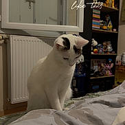 Bao participe au concours pour gagner de l'argent avec cette photo : cat, white_cat, black_markings, pet, animal, sitting, bed, bedroom, blanket, bedding, bookshelf, toys, shelf, indoor, home, portrait, looking_down, relaxed, sunday, text_overlay