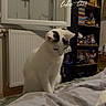 cat, white_cat, black_markings, pet, animal, sitting, bed, bedroom, blanket, bedding, bookshelf, toys, shelf, indoor, home, portrait, looking_down, relaxed, sunday, text_overlay
