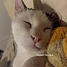 Bao a rejoint le concours — aidez-le/la à gagner de superbes lots ! cat, white_cat, sleeping, sleepy, cozy, blanket, bedding, close_up, portrait, indoor, home, relaxed, cute, furry, whiskers, pink_nose, closed_eyes, snuggling, warm_lighting, text_overlay