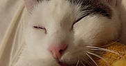 Bao participe au concours pour gagner de l'argent avec cette photo : cat, sleeping, white_cat, gray_markings, pet, animal, close_up, portrait, whiskers, pink_nose, pointed_ears, closed_eyes, paw, blanket, cozy, indoors, bedtime, relaxed, human, face