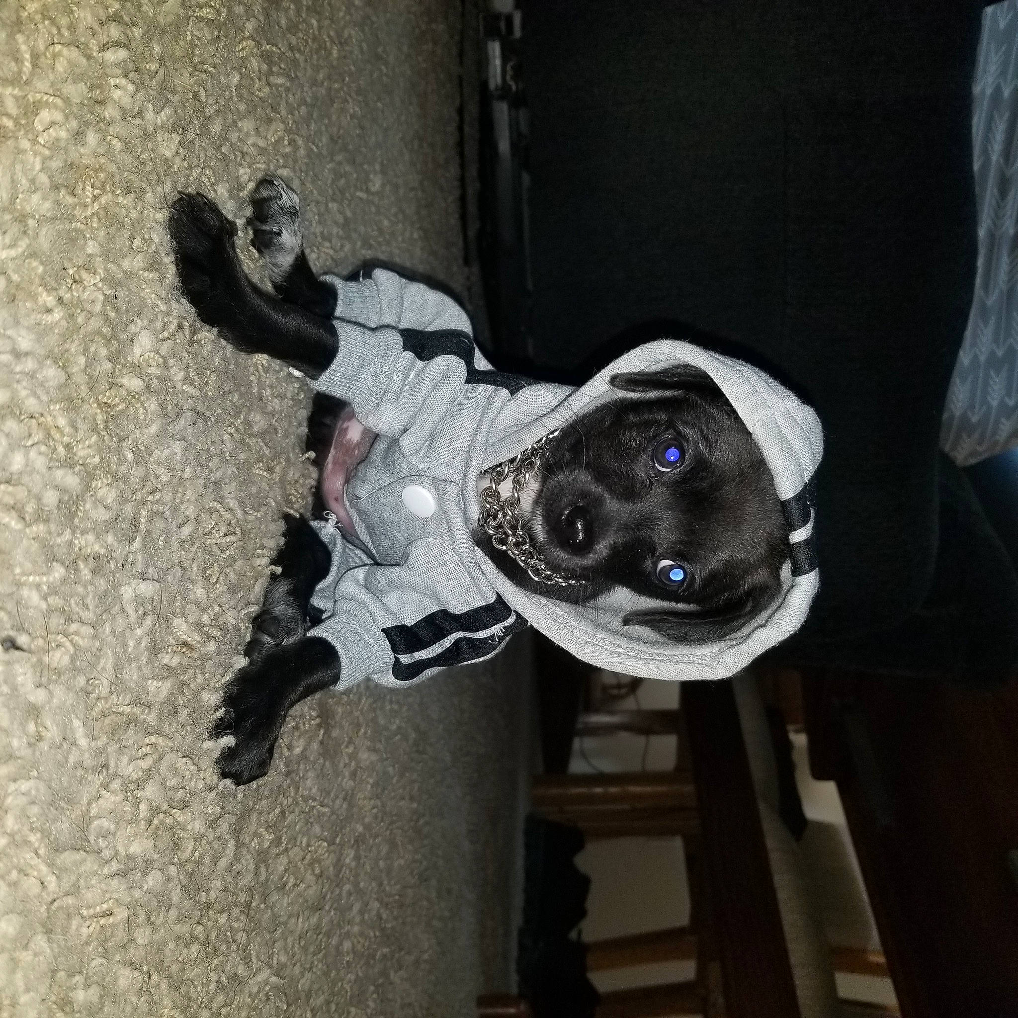 Munchy joined the competition — help win amazing prizes! adventure, auto_part, canidae, carnivore, collar, companion_dog, concrete, dog, dog_breed, dog_collar, door, fawn, non_sporting_group, outdoor_shoe, personal_protective_equipment, shadow, sporting_group, vehicle_door, walking_shoe, working_animal