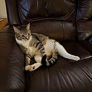 Sylvester is registered to the contest to win money with this photo: cat, tabby, pet, animal, feline, leather_couch, indoor, relaxed, resting, paw, fur, white, brown, striped, domestic, cute, mammal, home, cozy, sitting