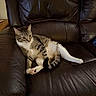 cat, tabby, pet, animal, feline, leather_couch, indoor, relaxed, resting, paw, fur, white, brown, striped, domestic, cute, mammal, home, cozy, sitting