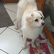 Teko a rejoint le concours — aidez-le/la à gagner de superbes lots ! dog, small_dog, white_fur, fluffy_tail, towel, tile_floor, kitchen, mat, cabinet, standing, paws, looking_right, pet, domestic_animal, reflection, ears, nose, portrait, indoor, groomed