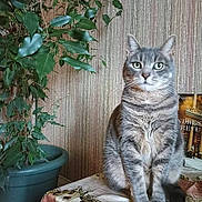 Bubulle participe au concours pour gagner de l'argent avec cette photo : cat, gray_tabby, plant, potted_plant, indoor, table, wallpaper, floral_pattern, green_leaves, pet, feline, sitting, fur, whiskers, eyes, animal, domestic_cat, houseplant, cozy, background