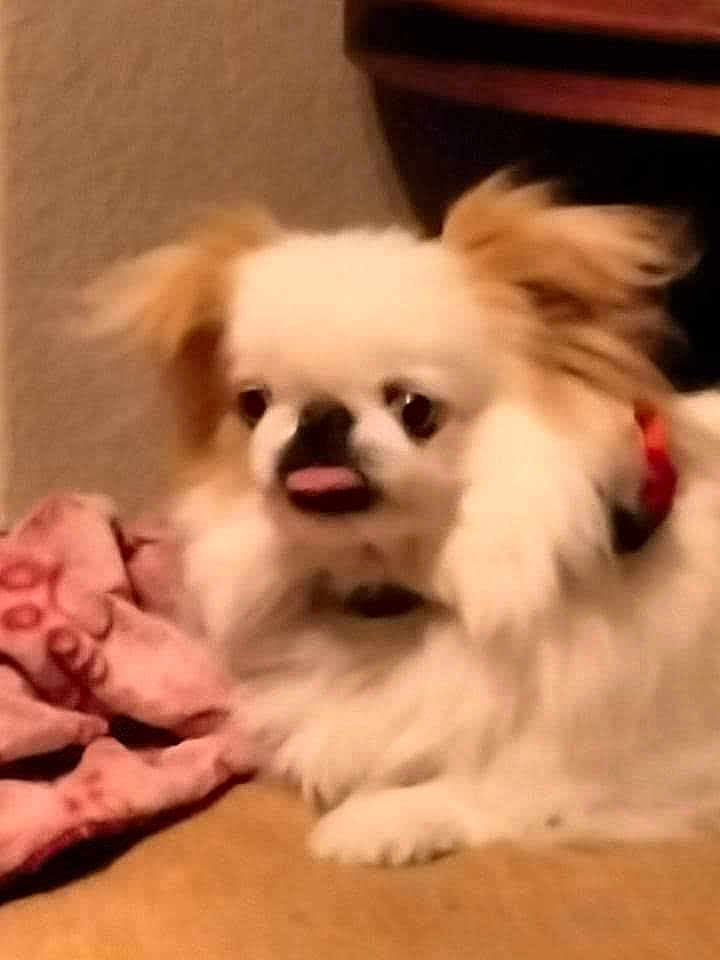 Lucy Lu