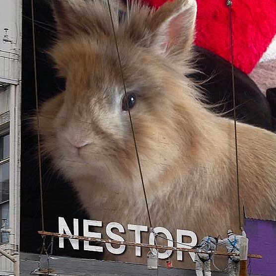 Nestor