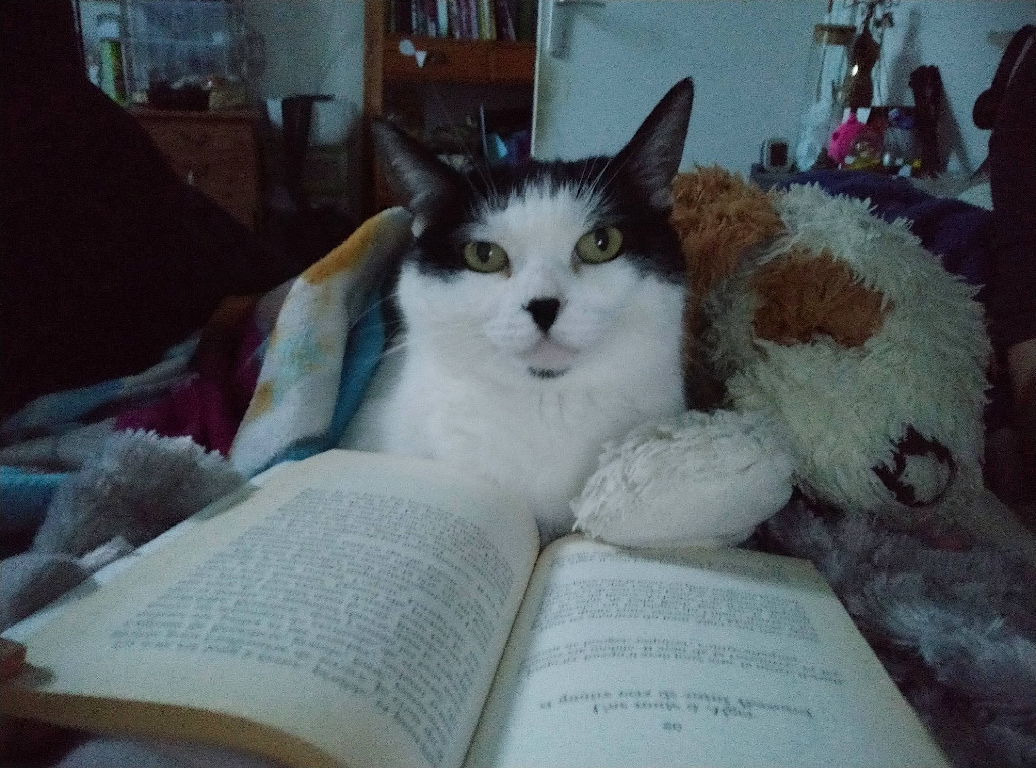 Nala a rejoint le concours — aidez-le/la à gagner de superbes lots ! book, carnivore, cat, comfort, domestic_short_haired_cat, felidae, fur, nap, paw, publication, room, sleep, small_to_medium_sized_cats, snout, tail, textile, whiskers