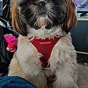 Anatole participe au concours pour gagner de l'argent avec cette photo : dog, shih_tzu, small_dog, fluffy, long_hair, brown_and_white, red_harness, sitting, portrait, indoors, living_room, couch, blanket, computer_screen, exercise_equipment, pet, canine, looking_at_camera, groomed, cute