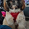 dog, shih_tzu, small_dog, fluffy, long_hair, brown_and_white, red_harness, sitting, portrait, indoors, living_room, couch, blanket, computer_screen, exercise_equipment, pet, canine, looking_at_camera, groomed, cute
