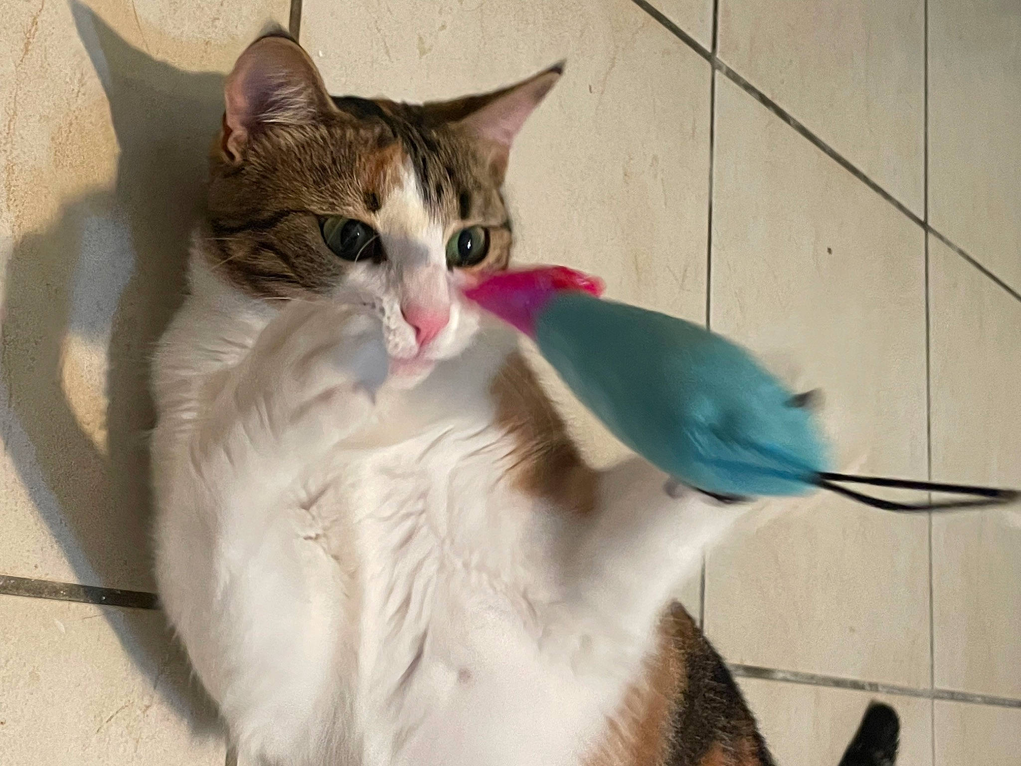 Sakura a rejoint le concours — aidez-le/la à gagner de superbes lots ! art, carnivore, cat, claw, domestic_short_haired_cat, door, fawn, felidae, fur, paw, photo_caption, sitting, small_to_medium_sized_cats, snout, tail, whiskers, window