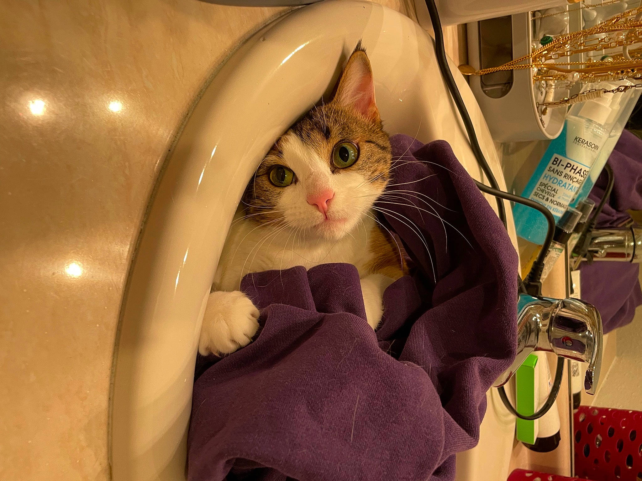 Sakura participe au concours pour gagner de l'argent avec cette photo : bag, basket, carnivore, cat, comfort, domestic_short_haired_cat, eye, eyewear, fashion_accessory, felidae, fur, paw, sitting, small_to_medium_sized_cats, whiskers