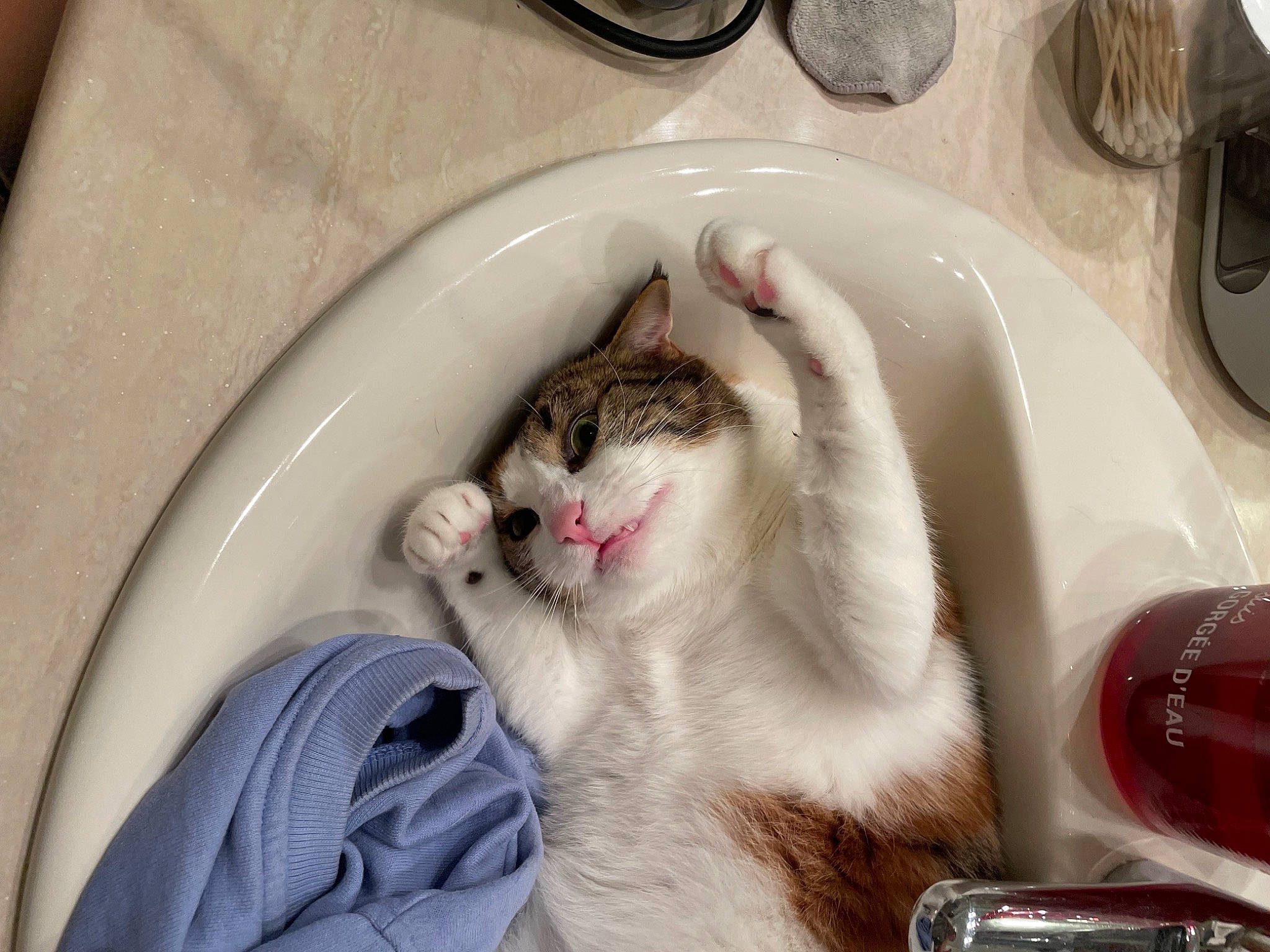 Sakura participe au concours pour gagner de l'argent avec cette photo : bathroom, carnivore, cat, ceramic, claw, comfort, domestic_short_haired_cat, fang, felidae, fur, paw, pet_supply, plumbing, plumbing_fixture, sink, small_to_medium_sized_cats, snout, tail, tap, whiskers