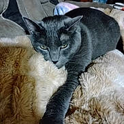 Natalie joined the competition — help win amazing prizes! animal, cat, couch, cozy, domestic_cat, ears, fur, furniture, furry_blanket, gray_cat, home, indoor, paw, pet, relaxed, resting, sleepy, soft_texture, stretching, whiskers