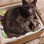 animal, blanket, cardboard_box, carpet, cat, closeup, comfortable, cozy, curious, cute, domestic_animal, feline, fur, gray_cat, household, indoor, patterned_rug, pet, resting, soft_texture