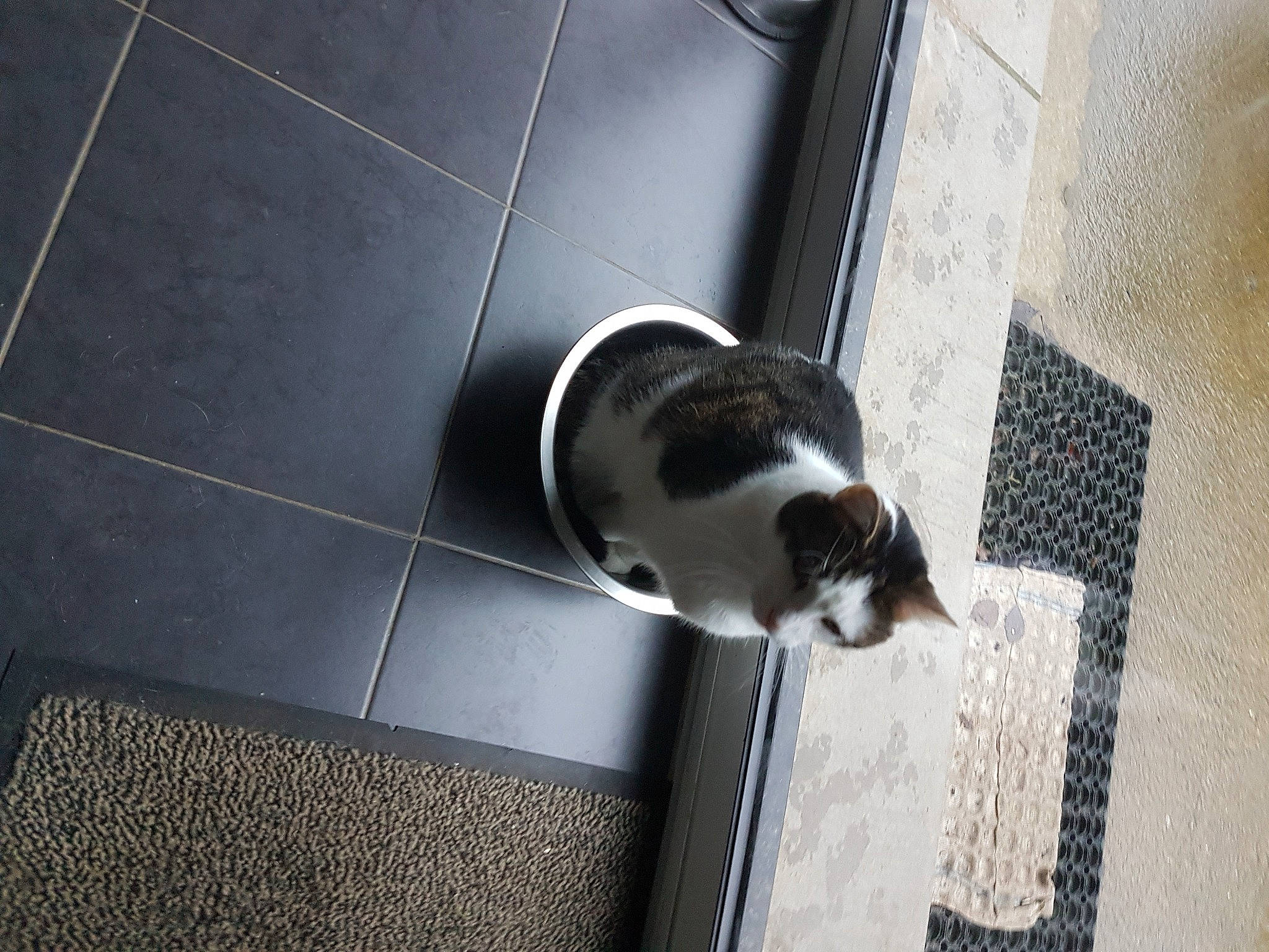 Jazz a rejoint le concours — aidez-le/la à gagner de superbes lots ! carnivore, cat, domestic_short_haired_cat, felidae, floor, flooring, fur, grey, hardwood, leg, shadow, small_to_medium_sized_cats, snout, sporting_group, stairs, tail, terrestrial_animal, whiskers, window, wood