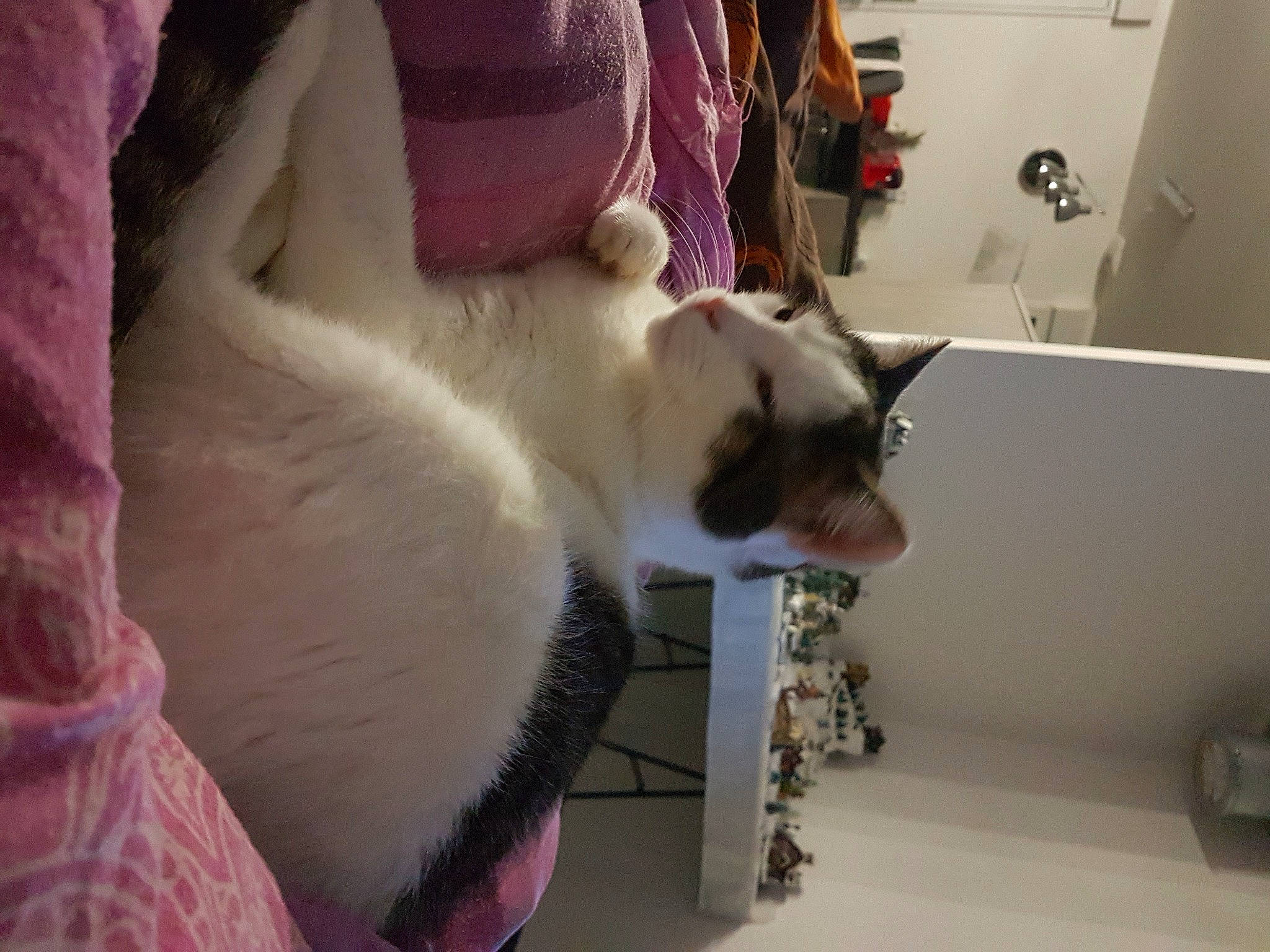 Jazz a rejoint le concours — aidez-le/la à gagner de superbes lots ! box, canidae, carnivore, cat, comfort, companion_dog, domestic_short_haired_cat, fawn, felidae, flooring, fur, magenta, paw, room, small_to_medium_sized_cats, snout, tail, whiskers