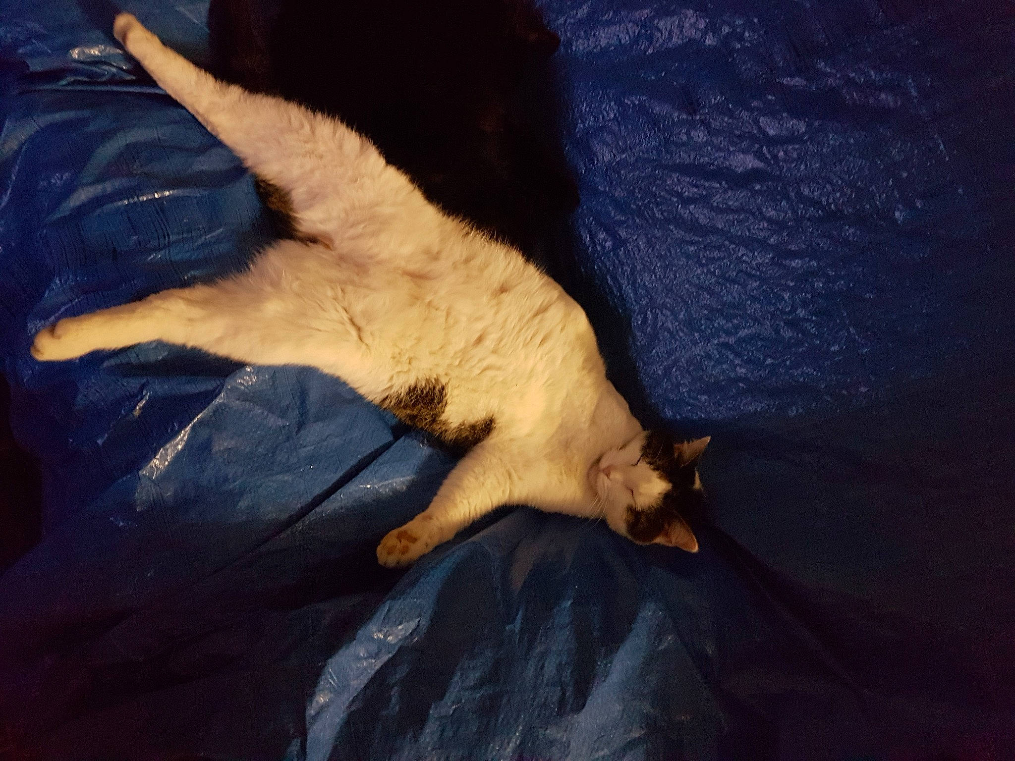 Jazz a rejoint le concours — aidez-le/la à gagner de superbes lots ! carnivore, cat, claw, comfort, dog_breed, fawn, felidae, foot, gesture, human_body, human_leg, nail, paw, small_to_medium_sized_cats, snout, tail, tints_and_shades, whiskers, wood, wrist