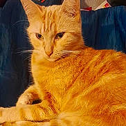 Neige participe au concours pour gagner de l'argent avec cette photo : animal, blue_couch, cat, closeup, couch, cute, domestic_cat, ears, feline, fur, household, indoor, mammal, orange_tabby, pet, portrait, relaxed, resting, sitting, whiskers