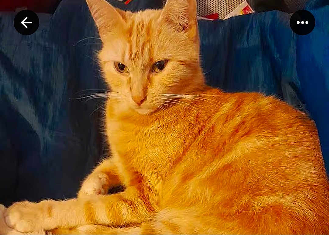 Neige participe au concours pour gagner de l'argent avec cette photo : animal, blue_couch, cat, closeup, couch, cute, domestic_cat, ears, feline, fur, household, indoor, mammal, orange_tabby, pet, portrait, relaxed, resting, sitting, whiskers