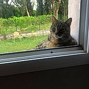 Paillette participe au concours pour gagner de l'argent avec cette photo : animal, cat, chair, ears, feline, fence, garden, glass, grass, greenery, indoors, outdoors, portrait, striped_fur, tabby, trees, watching, whiskers, window, yard