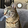 Paillette a rejoint le concours — aidez-le/la à gagner de superbes lots ! alert, animal, cat, couch, curtains, fur, green_eyes, home_decor, indoors, living_room, mirror, pet, portrait, serious_expression, sitting, sofa, striped_fur, tabby_cat, upright, whiskers