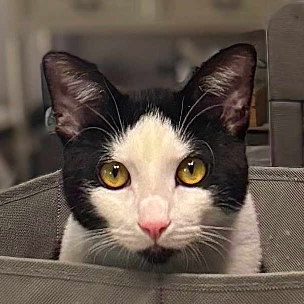 Max is registered to the contest to win money with this photo: cat, black_and_white, yellow_eyes, pet, indoor, fabric_basket, curious, whiskers, ears, close_up, animal, feline, domestic_cat, looking, face, portrait, home, furniture, soft_background, cute