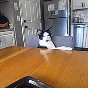 Max joined the competition — help win amazing prizes! cat, black_and_white, feline, indoor, chair, table, kitchen, refrigerator, door, appliance, pet, relaxed, domestic, animal, fur, whiskers, pink_nose, yellow_eyes, household, home