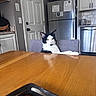 cat, black_and_white, feline, indoor, chair, table, kitchen, refrigerator, door, appliance, pet, relaxed, domestic, animal, fur, whiskers, pink_nose, yellow_eyes, household, home
