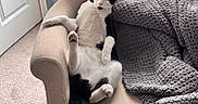 Max is registered to the contest to win money with this photo: cat, black_and_white, lounging, armchair, cozy, blanket, indoor, carpet, relaxed, pet, feline, curious, cute, paw, tail, fur, home, comfortable, resting, looking