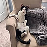 cat, black_and_white, lounging, armchair, cozy, blanket, indoor, carpet, relaxed, pet, feline, curious, cute, paw, tail, fur, home, comfortable, resting, looking