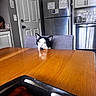 Max is registered to the contest to win money with this photo: cat, black_and_white, chair, dining_table, kitchen, refrigerator, cabinet, door, countertop, appliance, indoor, curious, pet, feline, animal, looking, seat, modern, home, table