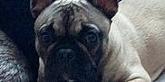 Oxana participe au concours pour gagner de l'argent avec cette photo : bulldog, canidae, carnivore, companion_dog, dog, dog_breed, fawn, french_bulldog, mammal, molosser, non_sporting_group, nose, pug, puppy, skin, snout, toy_bulldog, toy_dog, vertebrate, whiskers