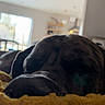 Merle Haggard joined the competition — help win amazing prizes! dog, black_dog, sleeping, lying_down, blanket, cozy, indoors, home, living_room, pet, muzzle, paw, fur, resting, relaxed, close_up, portrait, soft_lighting, blurred_background, nap