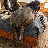 Merle Haggard joined the competition — help win amazing prizes! dogs, great_dane, mastiff, brindle, pet, canine, bedroom, bed, blanket, sleeping, sitting, sprawling, large_dog, short_hair, collar, indoor, furniture, guitar, lamp, carpet