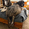 dogs, great_dane, mastiff, brindle, pet, canine, bedroom, bed, blanket, sleeping, sitting, sprawling, large_dog, short_hair, collar, indoor, furniture, guitar, lamp, carpet