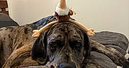 Merle Haggard joined the competition — help win amazing prizes! dog, great_dane, plush_toy, bird_toy, bed, bedroom, indoors, pet, lying_down, large_dog, brindle, sad_expression, funny, animal, stuffed_animal, long_legs, dog_face, bedding, portrait, humor