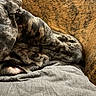 dog, sleeping, wrinkled, wrinkles, close_up, pet, animal, furry, gray, brown, pink_tongue, tongue, nap, relaxed, cozy, bedding, blanket, indoors, portrait, cute