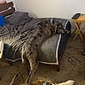 Merle Haggard joined the competition — help win amazing prizes! dogs, dog, great_dane, brindle, spotted_coat, sleeping, lying_down, relaxed, bedroom, bed, bedspread, carpet, indoor, pet, collar, large_breed, sprawling, resting, furniture, home