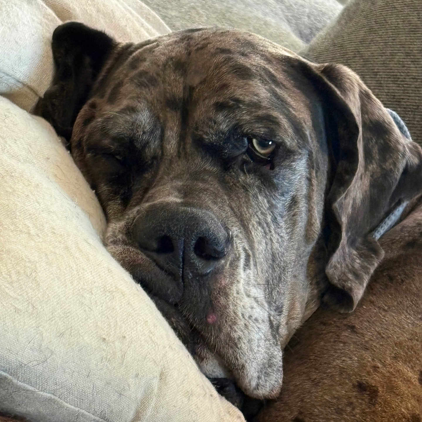 Merle Haggard is registered to the contest to win money with this photo: dog, brindle, close_up, portrait, face, muzzle, floppy_ears, expressive_eyes, sleepy, relaxed, couch, sofa, pillows, cushion, indoor, home, cozy, pet, brown_fur, photography